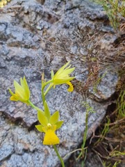 Orthochilus litoralis