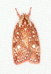 Euchaetis metallota