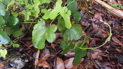 Aristolochia shimadae