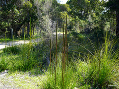 Xanthorrhoea brunonis