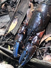 Euastacus woiwuru