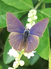 Anthene emolus goberus