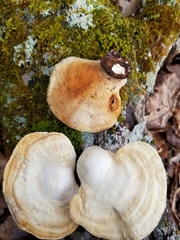 Trametes elegans