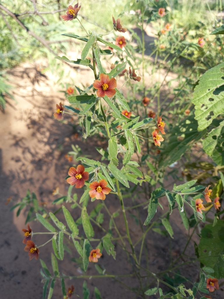 Gaya purpurea