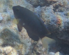 Pomacentrus chrysurus