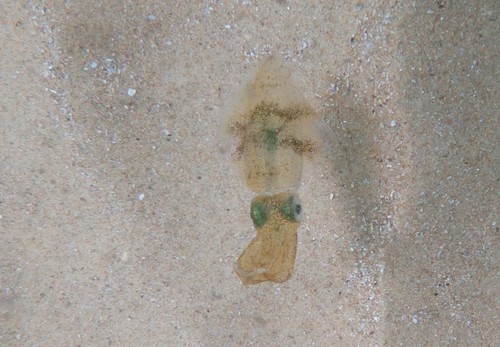 photo of Southern Reef Squid (Sepioteuthis australis)