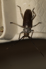 Gnaphalodes trachyderoides