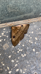 Dasypodia selenophora
