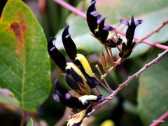 Kennedia nigricans