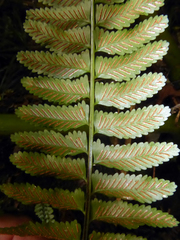 Asplenium tenerum