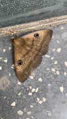 Dasypodia selenophora