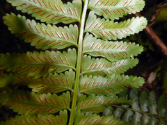 Asplenium tenerum