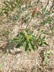Amaranthus blitum oleraceus