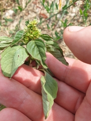 Amaranthus blitum oleraceus