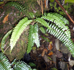 Asplenium tenerum