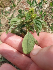 Amaranthus blitum oleraceus