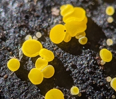 Calycina claroflava