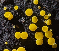 Calycina claroflava