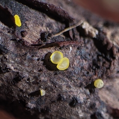 Calycina claroflava