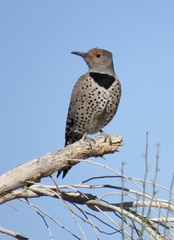 Colaptes