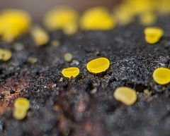 Calycina claroflava