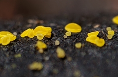 Calycina claroflava