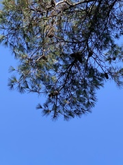 Pinus armandi