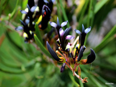 Kennedia nigricans