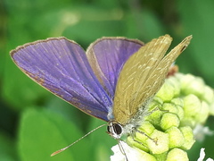 Anthene emolus goberus