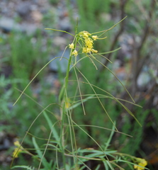Sisymbrium heteromallum