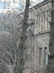 Corvus cornix
