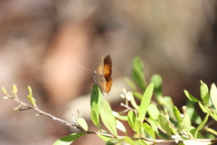 Paralucia pyrodiscus lucida