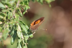 Paralucia pyrodiscus lucida