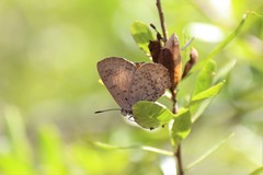 Paralucia pyrodiscus lucida