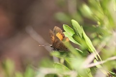 Paralucia pyrodiscus lucida