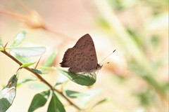 Paralucia pyrodiscus lucida
