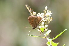 Paralucia pyrodiscus lucida