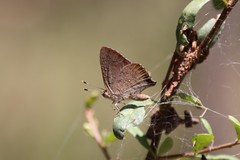 Paralucia pyrodiscus lucida