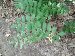 Astragalus glycyphylloides