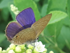 Anthene emolus goberus