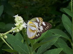 Appias libythea olferna