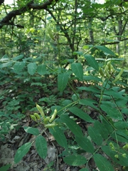 Astragalus glycyphylloides