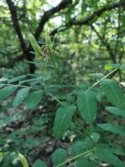 Astragalus glycyphylloides