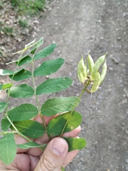 Astragalus glycyphylloides
