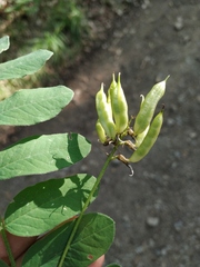Astragalus glycyphylloides
