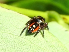 Phidippus californicus