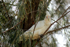 Cacatua sanguinea
