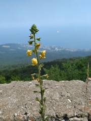 Verbascum spectabile