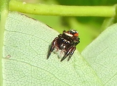 Phidippus californicus