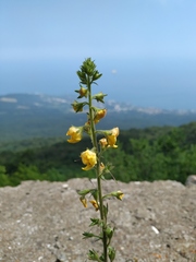 Verbascum spectabile
